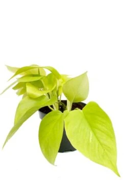 Epipremnum Golden Pothos - Epipremnum