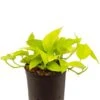 Scindapsus Golden Pothos - Epipremnum -Planten Series scindapsus golden pothos hydrocultuur