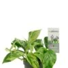 Scindapsus Pinnatum Marble Queen - Epipremnum -Planten Series scindapsus marble queen plant