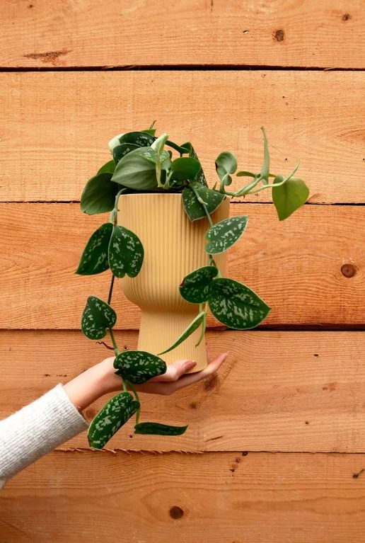 Scindapsus Pictus - Epipremnum 4 Scindapsus Pictus - Epipremnum - Afbeelding 2