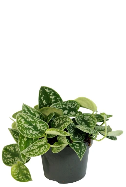 Scindapsus Pictus - Epipremnum 3 Scindapsus Pictus - Epipremnum