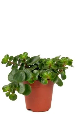 Sedum Tornado - Stekje