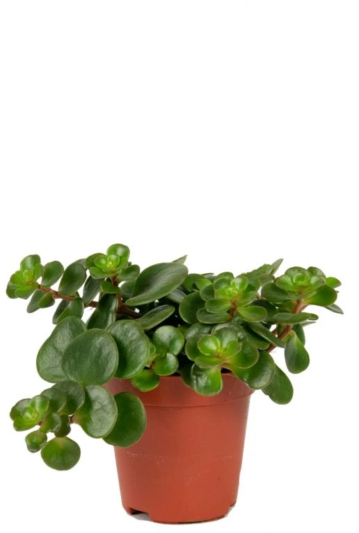 Sedum Tornado - Stekje 3 Sedum Tornado - Stekje