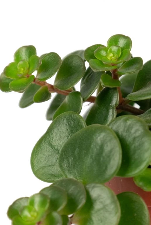 Sedum Tornado - Stekje 4 Sedum Tornado - Stekje - Afbeelding 2