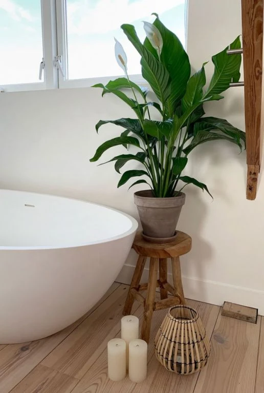 Spathiphyllum Bingo - Lepelplant 7 Spathiphyllum Bingo - Lepelplant - Afbeelding 5