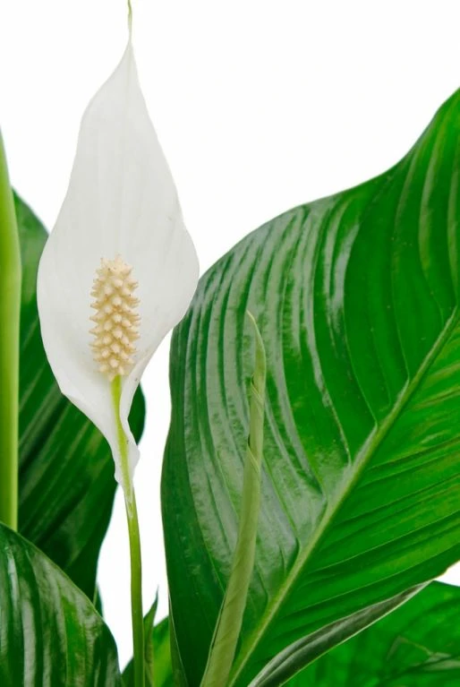 Spathiphyllum Bingo - Lepelplant 5 Spathiphyllum Bingo - Lepelplant - Afbeelding 3