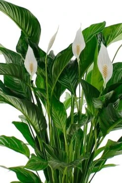 Spathiphyllum Sweet Lauretta - Lepelplant -Planten Series sp24laua1