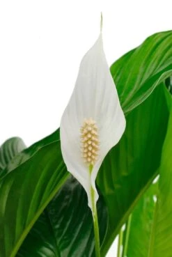 Spathiphyllum Sweet Silvana - Lepelplant -Planten Series sp24laua2 1