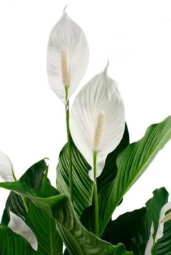 Spathiphyllum Sweet Sebastiano - Lepelplant 8 Spathiphyllum Sweet Sebastiano - Lepelplant -Planten Series sp24seba2