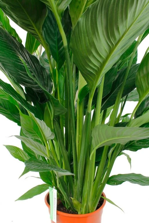 Spathiphyllum Sweet Sebastiano - Lepelplant 6 Spathiphyllum Sweet Sebastiano - Lepelplant - Afbeelding 4