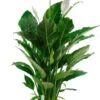 Spathiphyllum Sweet Sebastiano - Lepelplant -Planten Series sp24seba 1