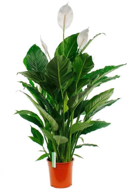 Spathiphyllum Sweet Sebastiano - Lepelplant 3 Spathiphyllum Sweet Sebastiano - Lepelplant