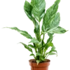 Spathiphyllum Diamond - Lepelplant -Planten Series spathiphyllium diamond kamerplant