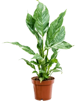 Spathiphyllum Diamond - Lepelplant
