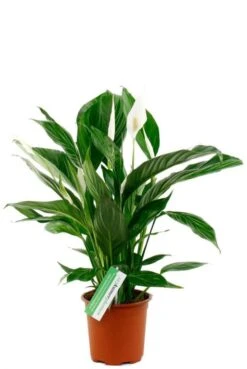Spathiphyllum Vivaldi - Lepelplant