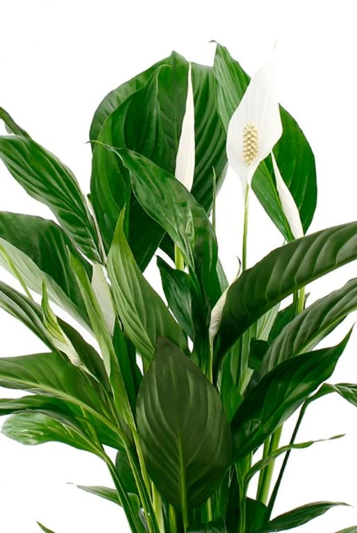 Spathiphyllum Vivaldi - Lepelplant 5 Spathiphyllum Vivaldi - Lepelplant - Afbeelding 3