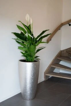 Spathiphyllum Sweet Sebastiano - Lepelplant 7 Spathiphyllum Sweet Sebastiano - Lepelplant -Planten Series spathiphyllum 1 1