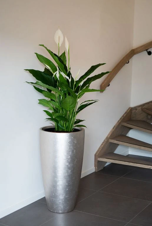 Spathiphyllum Sweet Sebastiano - Lepelplant 4 Spathiphyllum Sweet Sebastiano - Lepelplant - Afbeelding 2