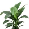 Spathiphyllum Sensation - Lepelplant -Planten Series spathiphyllum hydrocultuur kamerplant 1