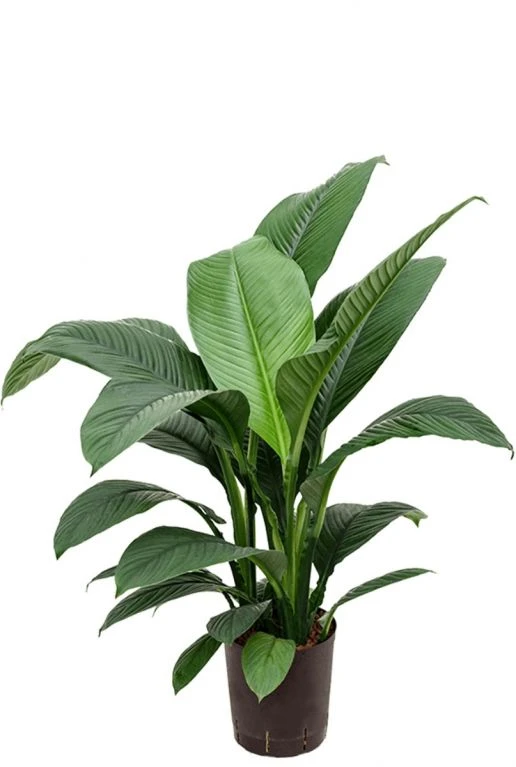 Spathiphyllum Sensation - Lepelplant