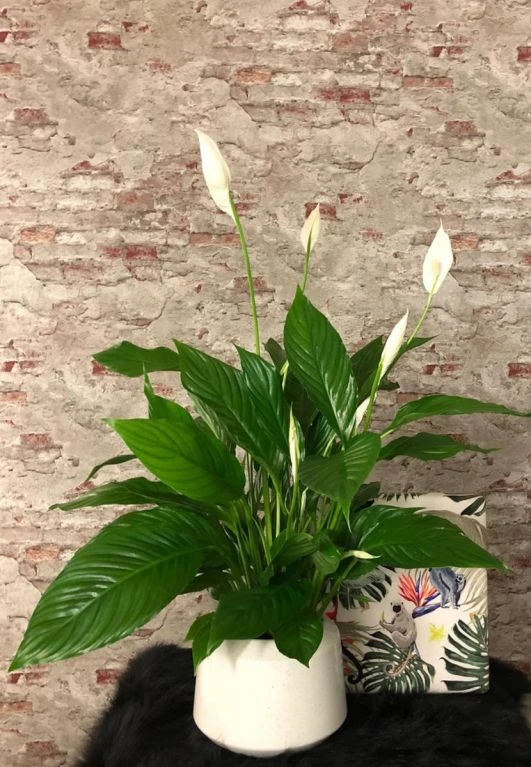 Spathiphyllum Vivaldi - Lepelplant 4 Spathiphyllum Vivaldi - Lepelplant - Afbeelding 2