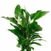 Spathiphyllum Bingo - Lepelplant -Planten Series spathiphyllum plant 1