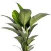 Spathiphyllium Sensation - Lepelplant 1 Spathiphyllium Sensation - Lepelplant -Planten Series spathiphyllum sensation plant 1