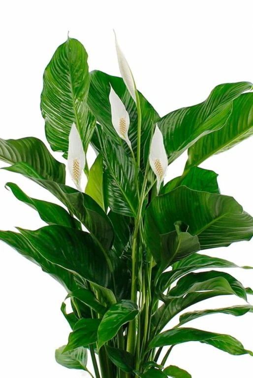 Spathiphyllum Bingo - Lepelplant 4 Spathiphyllum Bingo - Lepelplant - Afbeelding 2