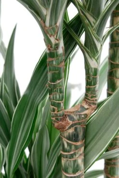 Dracaena Warneckei In Elho Greenville Pot -Planten Series stam van de dracaena