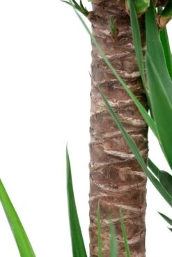 Yucca In Capi Rib Pot -Planten Series stam van yucca plant