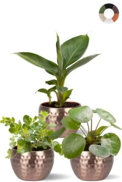 Kleine Plantjes In Pot