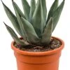 Agave Nigra - Eeuwplant -Planten Series sterke plant agave nigra kopen