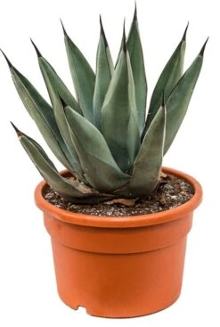 Agave Nigra - Eeuwplant