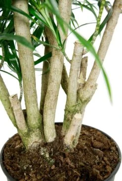 Dracaena Anita - Drakenbloedboom -Planten Series stoere stam dracaena plant