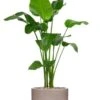 Strelitzia In Tau Pot -Planten Series strelitzia in beige pot