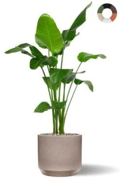 Strelitzia In Tau Pot