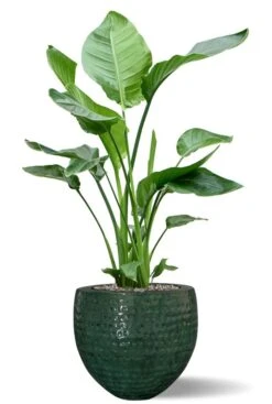 Strelitzia In Thom Pot