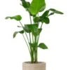 Strelitzia In Capi Waste Pot -Planten Series strelitzia in capi waste pot