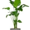 Strelitzia In Plantenpot 1 Strelitzia In Plantenpot -Planten Series strelitzia in grijze pot