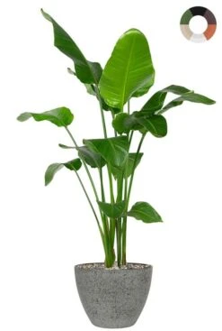 Strelitzia In Plantenpot