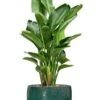 Strelitzia In Grote Pot -Planten Series strelitzia in grote pot