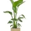 Strelitzia In Jute Mand -Planten Series strelitzia in jutte mand