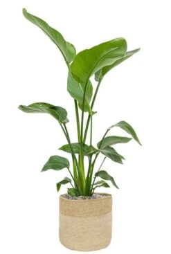 Strelitzia In Jute Mand