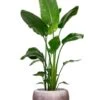 Strelitzia In Luxe Pot 1 Strelitzia In Luxe Pot -Planten Series strelitzia in luxe bronzen pot 1