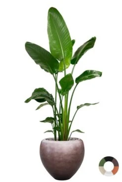 Strelitzia In Luxe Pot