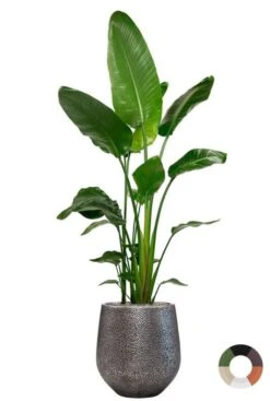 Strelitzia In Populaire Pot