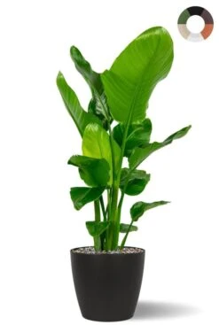 Strelitzia In Bloempot