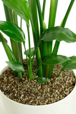Grote Strelitzia In Elho Pot -Planten Series strelitzia in witte pot