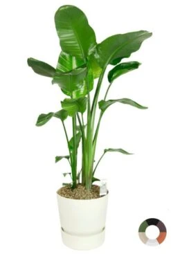 Grote Strelitzia In Elho Pot