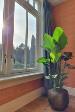 Strelitzia Nicolai - Paradijsvogelplant -Planten Series strelitzia kamerplant 6